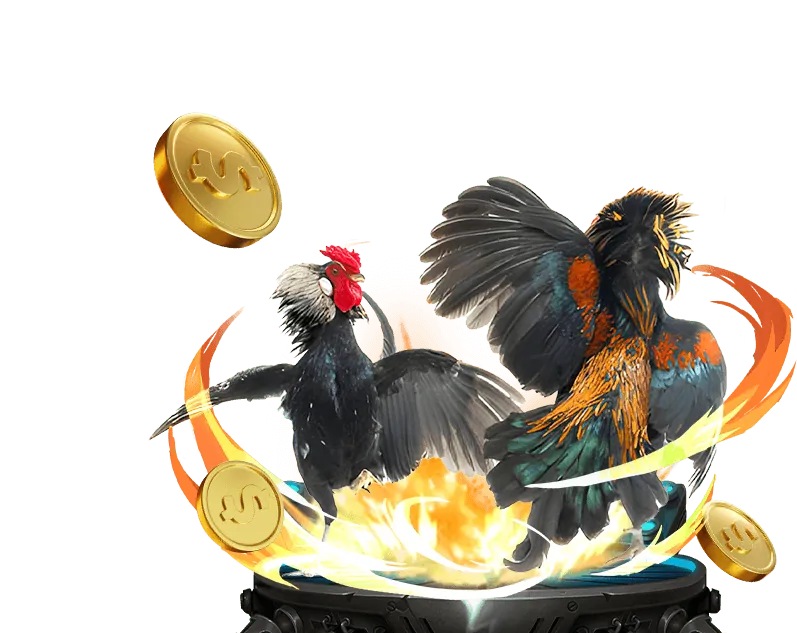 Cá cược Đá gà rr88